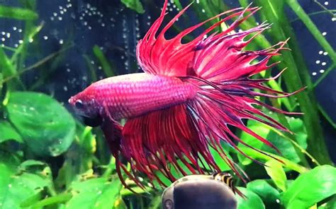 flaring fish|7 Reasons Betta Fish Flaring Gills and (How to .